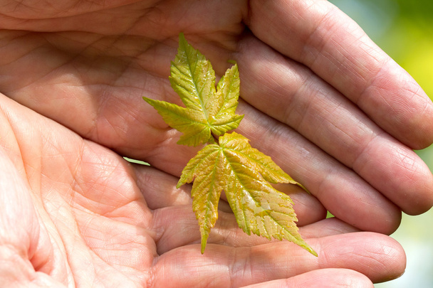 Human hands holding green young plant - Foto, Imagem