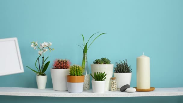 Modern room decoration with frame mockup. White shelf against pastel turquoise wall with Collection of various cactus and succulent plants in different pots. Hand inserting picture frame. - Footage, Video