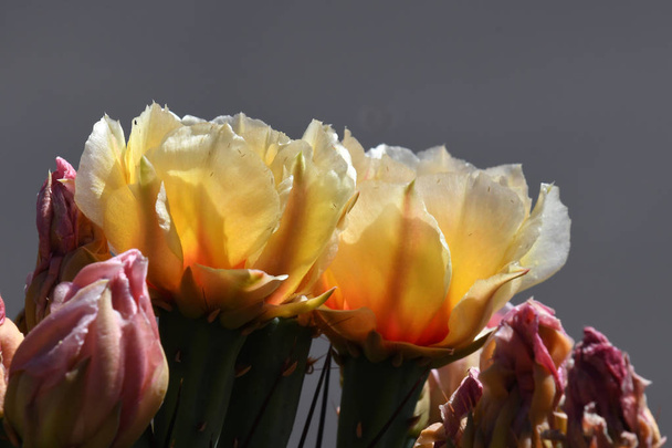 Laaja valikoima kaktus kukka värit löytyvät piikikäs päärynät, erittäin suuri ja helposti tunnistettava suku, koska sen mela-muotoinen varret
. - Valokuva, kuva