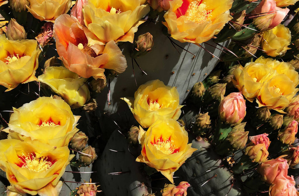 La más amplia gama de colores de flores de cactus se encuentran entre las peras espinosas, un género muy grande y fácilmente reconocido debido a sus tallos en forma de paleta
. - Foto, imagen