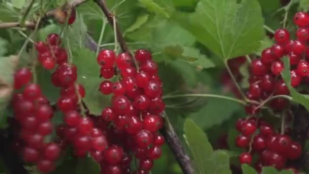 Rode rijpe sappige krenten in de tuin, een grote zoete BES BES. Oogst rode bessen. smakelijke berry op de tak. biologische berry. Ribes rubrum - Video