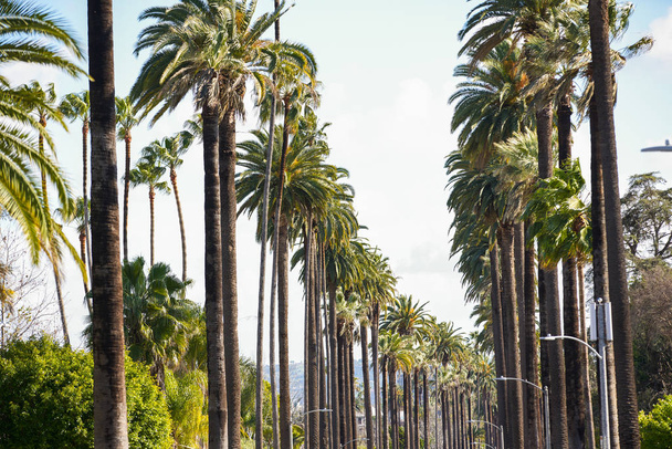 Φοινικόδεντρα με θέα στην Καλιφόρνια - Φωτογραφία, εικόνα