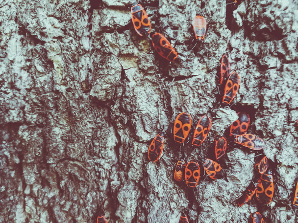 Coléoptères rouges sur l'écorce d'un arbre
 - Photo, image