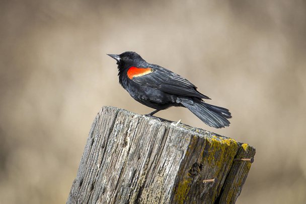 Adult red winged blackbird on a post. - Photo, Image