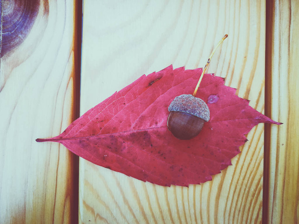 赤い葉の上のドングリ - 写真・画像