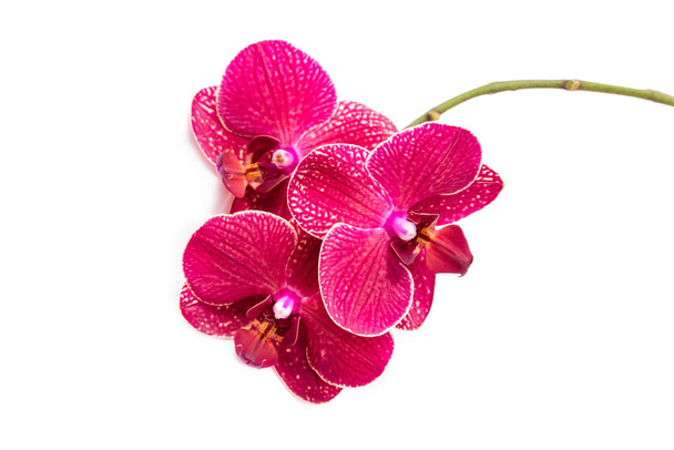 Storczyki. Kwiaty czerwone Orchidee. Kwitnąca gałąź. Izolowanie na białym tle - Zdjęcie, obraz