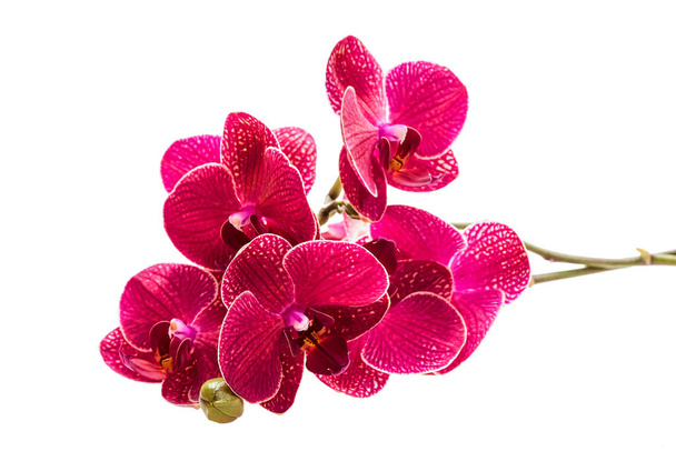 Орхидеи. Цветы Красные орхидеи. Цветущая ветвь. изолировать на белом фоне
 - Фото, изображение