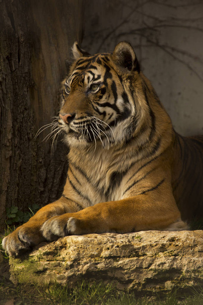 Sumatran tiger (Panthera tigris sondaica). - 写真・画像