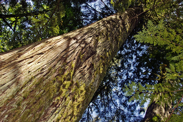 Old Growth Cedar - Photo, Image