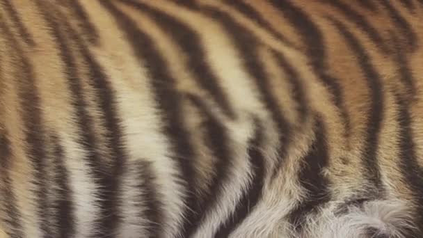 Bengaalse tijger huidtextuur - Video