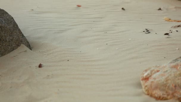 Man's voeten en benen close-up lopen blootsvoets op een fris wit zandstrand. Het verlaten van voetafdrukken in het zand, met kleine rotsen en zeeschelpen verspreid hoewel het strand. Droog wit zandstrand. - Video
