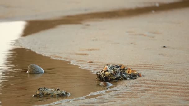 На мокром золотистом песчаном пляже шагают барофуты. С приливом и отливом на пляже пугают небольшие бассейны с камнями. Сцена праздника
. - Кадры, видео