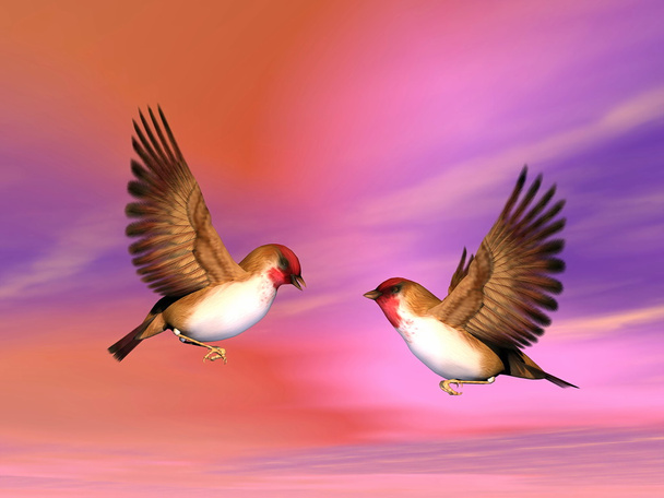 Scarlett peippo linnut pari - 3D renderöinti
 - Valokuva, kuva