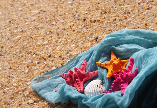 rozgwiazdy na plaży - Zdjęcie, obraz
