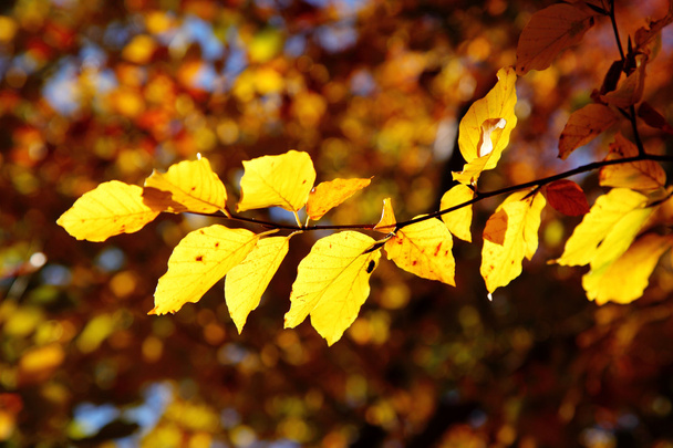 leaves - Foto, Imagen
