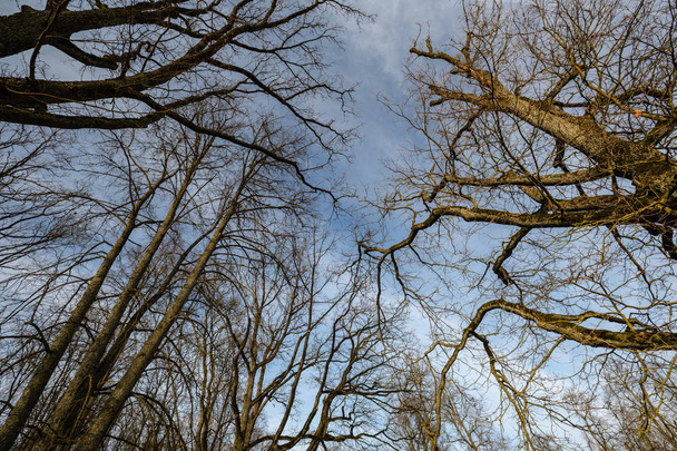 große nackte Baumstämme im Frühlingspark ohne Blätter an sonnigen Tagen - Foto, Bild