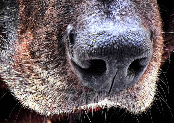 La nariz de un perro negro
 - Foto, Imagen