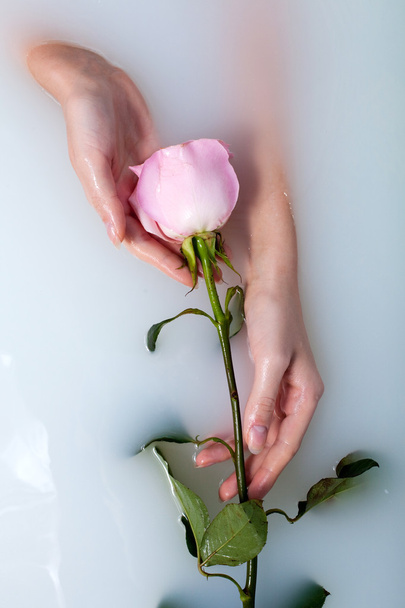 Hands of woman and rose - Foto, Imagen