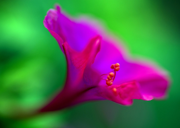 obraz abstraktní květina - Fotografie, Obrázek