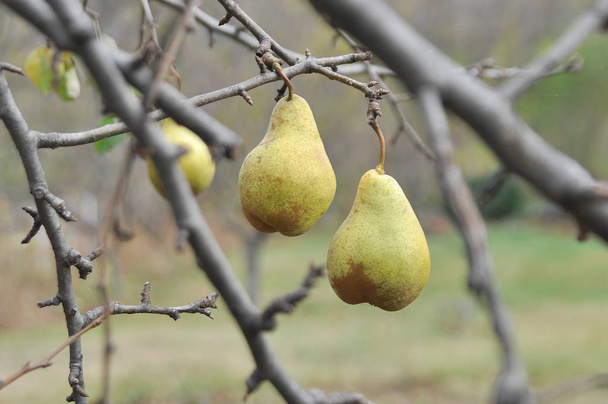  木の梨を熟す - 写真・画像
