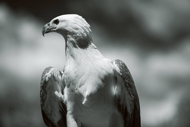 White Belly Sea Eagle - Foto, Imagem