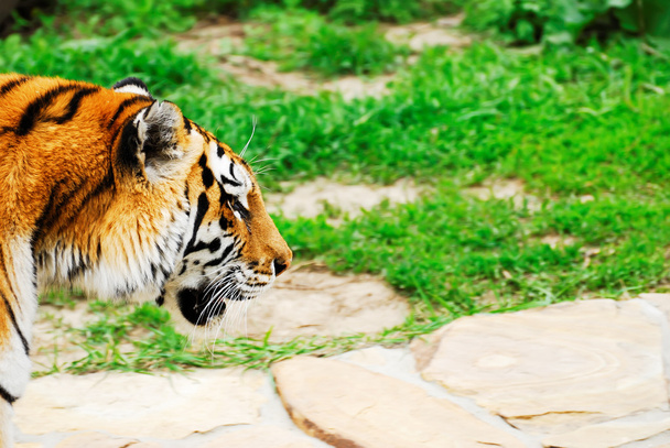 The tiger leaves on hunting - 写真・画像