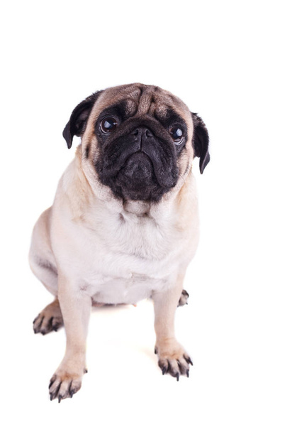 Portrait of a pug dog with big sad eyes. Isolated - Foto, afbeelding
