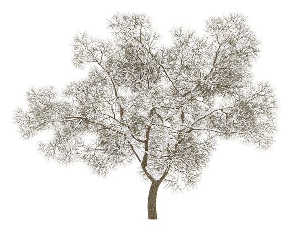 winter english oak tree isolated on white background - Photo, Image