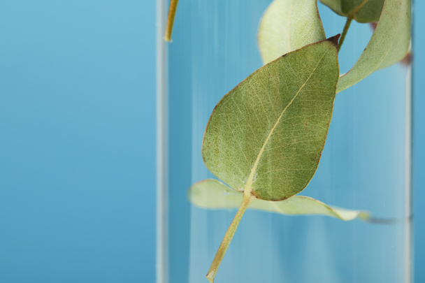 primo piano del prodotto cosmetico biologico con foglie verdi in bottiglia trasparente isolato su blu con spazio copia
 - Foto, immagini