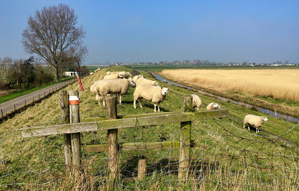 Flock of sheep grazing on a meadow in flat Dutch landscape with trees on the horizon. - Photo, Image