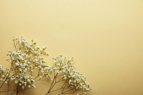 Κορυφαία όψη των ξηρών λευκών αγριολούλουδων σε λευκό φόντο με χώρο αντιγραφής - Φωτογραφία, εικόνα