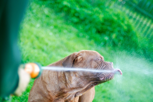El perro bebe agua
 - Foto, imagen