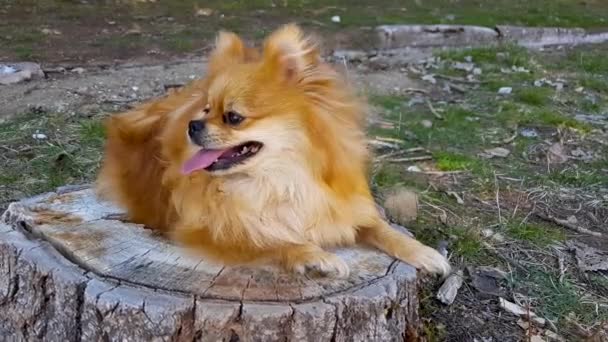 Spitz Poméranien chien couché sur un tronc d'arbre dans le parc
 - Séquence, vidéo