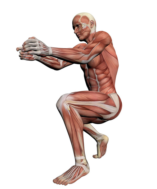 Human Anatomy -Male Muscles - Photo, Image