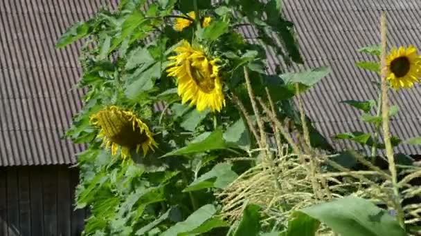 Slunečnice rostou střechu domu - Záběry, video