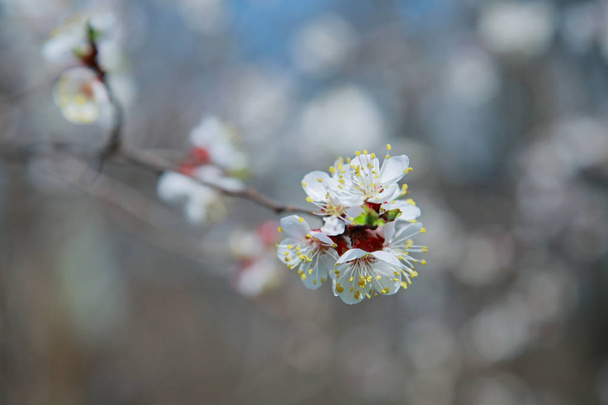 Kayısı ağacı çiçek - Fotoğraf, Görsel