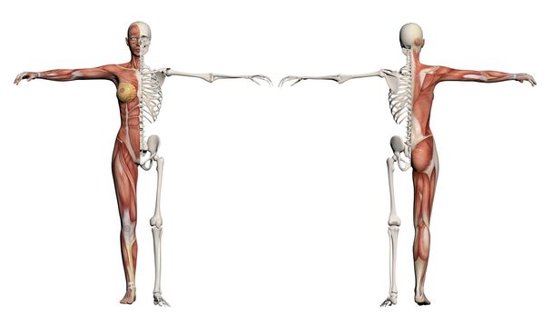 kas ve iskelet olan bir dişi insan vücudu - Fotoğraf, Görsel