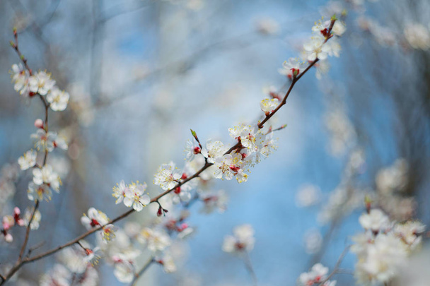 Blooming apricot-tree - Photo, Image