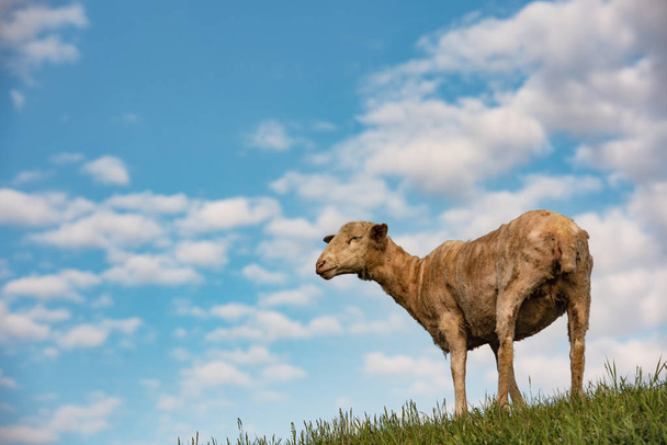 A nyított bárány a tavaszi mezőn áll - Fotó, kép