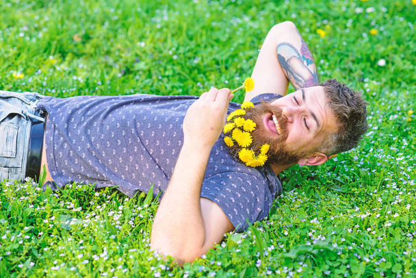 Man with beard on smiling face enjoy spring. Bearded man with dandelion flowers in beard lay on meadow, grass background. Carefreeness concept. Hipster with bouquet of dandelions in beard relaxing - Photo, image