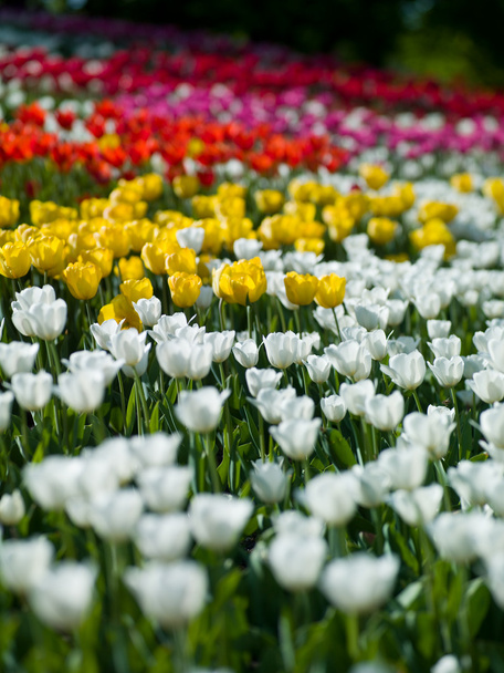 flowers tulips - Foto, imagen