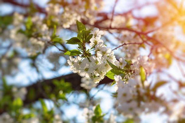 abrikoos bloem lente natuur close-up macro  - Foto, afbeelding