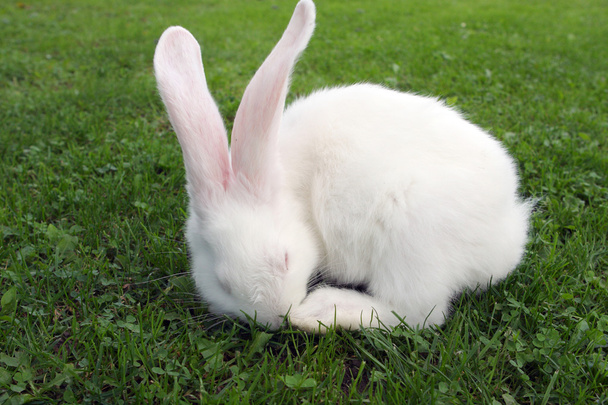 Coniglietto pasquale sull'erba verde
 - Foto, immagini