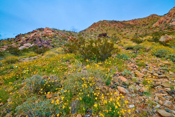 Superblüte in der Wüste bei Joshua tree np - Foto, Bild