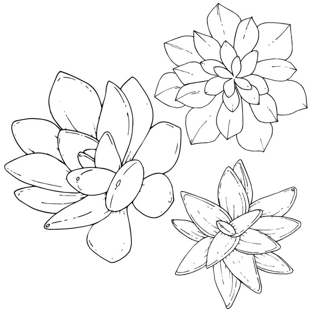 Vektor pozsgás növények botanikai virág virág. Fekete-fehér vésett tinta art. Elszigetelt succulents ábra elem. - Vektor, kép