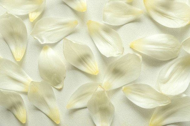 Pattern from tulip petals on white wooden background. Flat lay. Top view. - Fotoğraf, Görsel