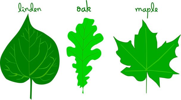 Leaves of linden, oak and maple - Vector, Image