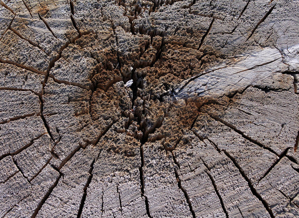 cracked old slice of wood - Фото, зображення