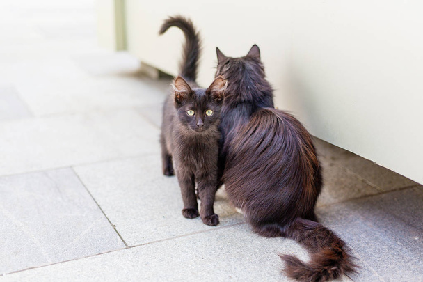 dos gatos negros mamá y gatito comunicarse durante el día en verano
 - Foto, Imagen