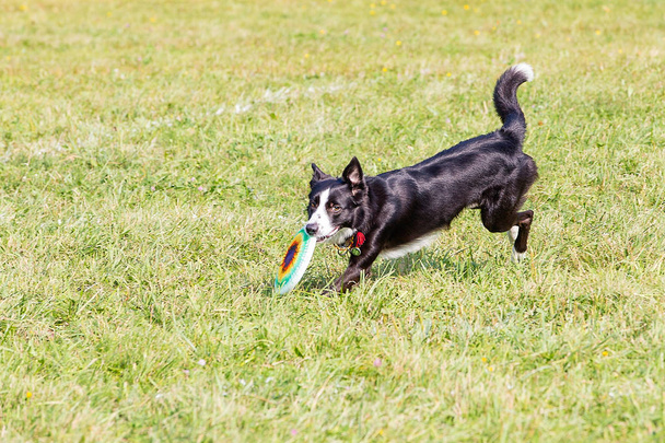 σκυλί φυλή των συνόρων κόλεϋ σε μια ηλιόλουστη μέρα στο πράσινο γρασίδι, παίζοντας φρίσμπυ - Φωτογραφία, εικόνα